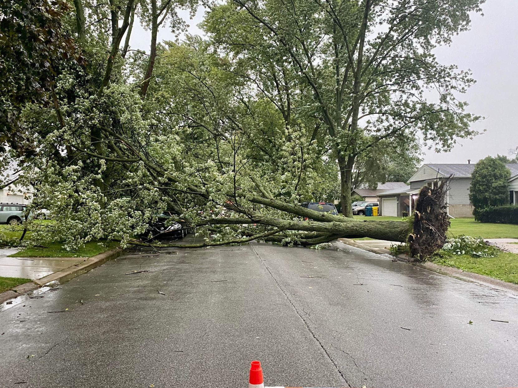 Tree down in Griffith